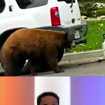 A Bear Rummaging Through Cars In The City