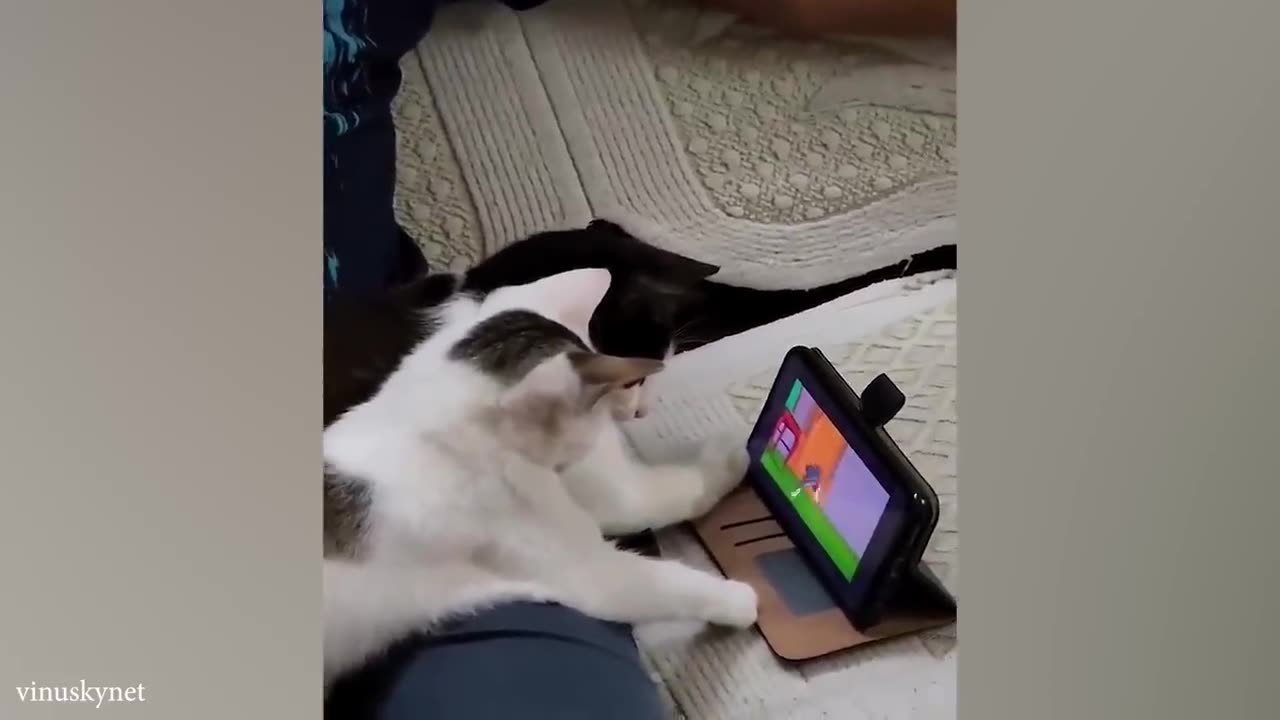 funny cats