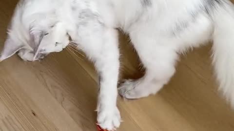 Cat showing crazy soccer ⚽️ skills 😅🤣😂🤣