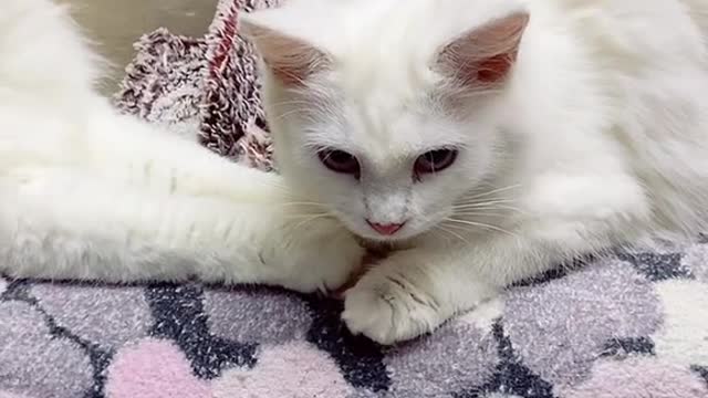 Котик