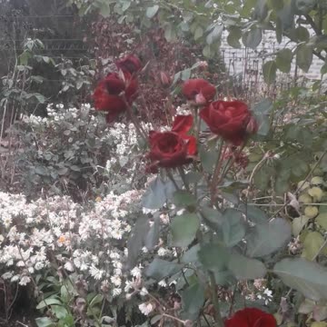 Burgundy roses in the garden