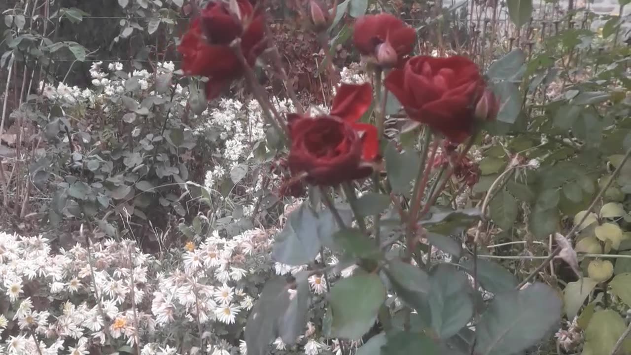 Burgundy roses in the garden