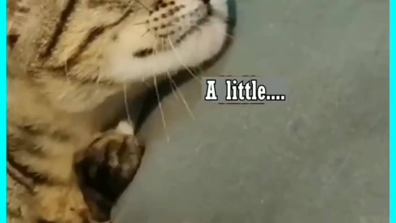 Funny and Cute Cats Videos #65