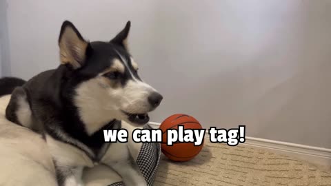 Husky begs cat to play