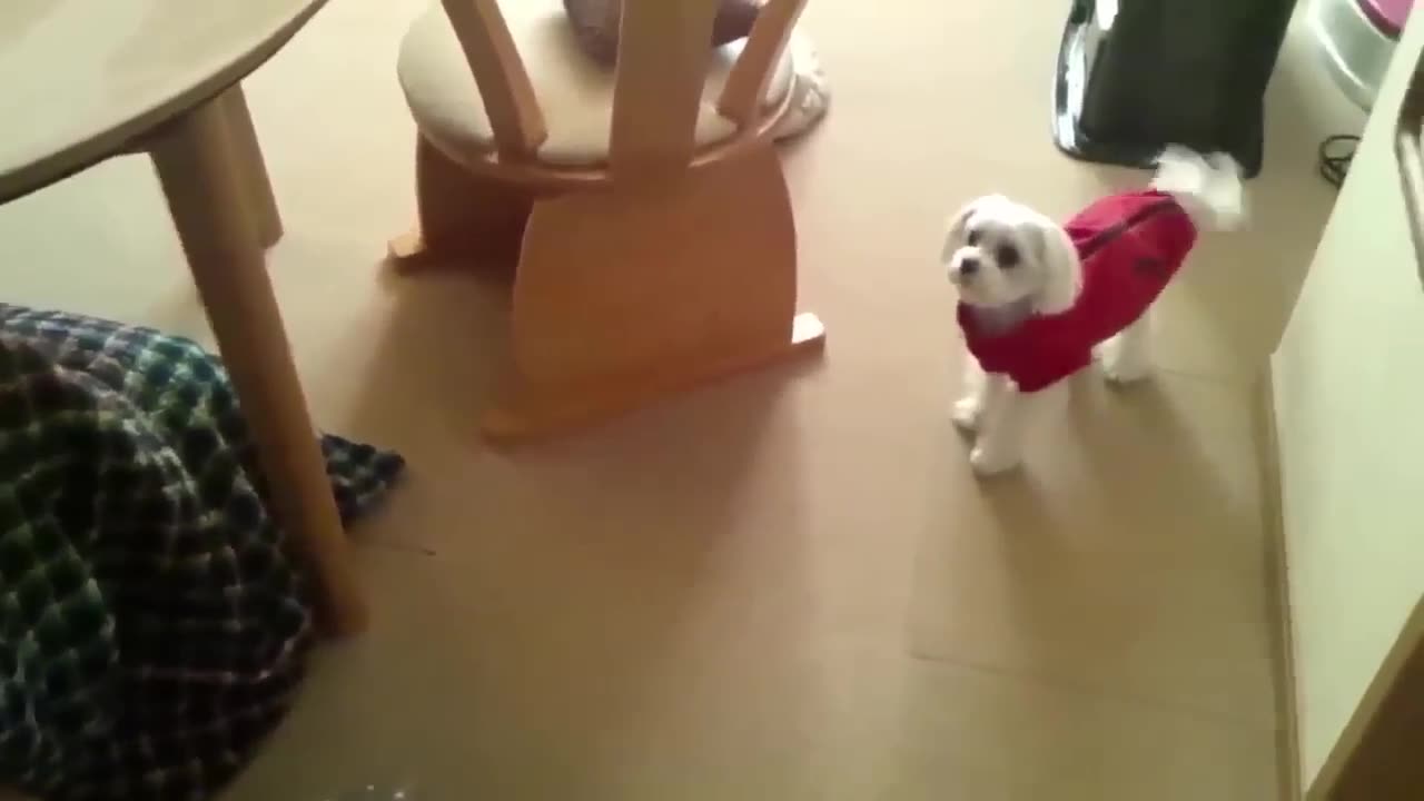 top 10 funny dog reaction