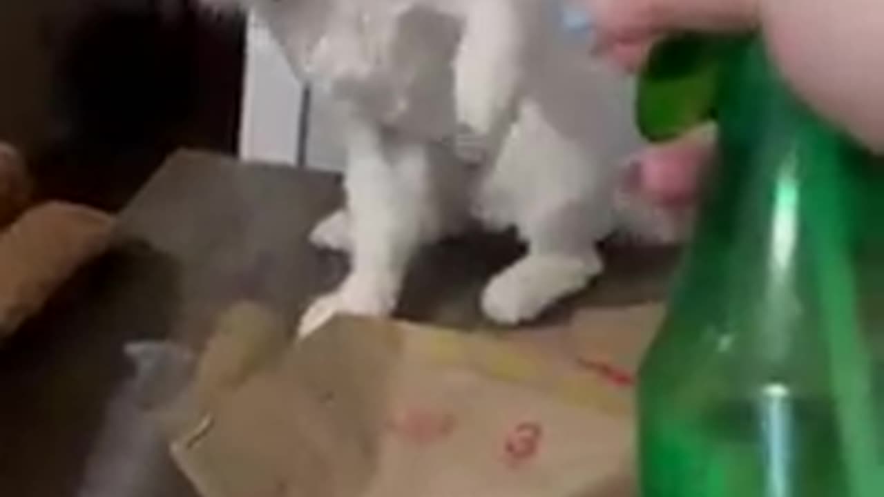 Cat funny video