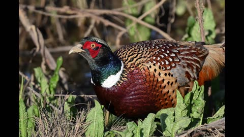 Sacramento National Wildlife Refuge in February