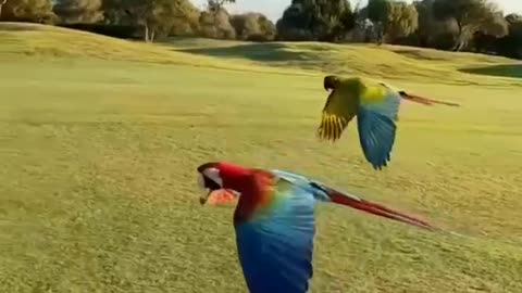 Beautiful Birds