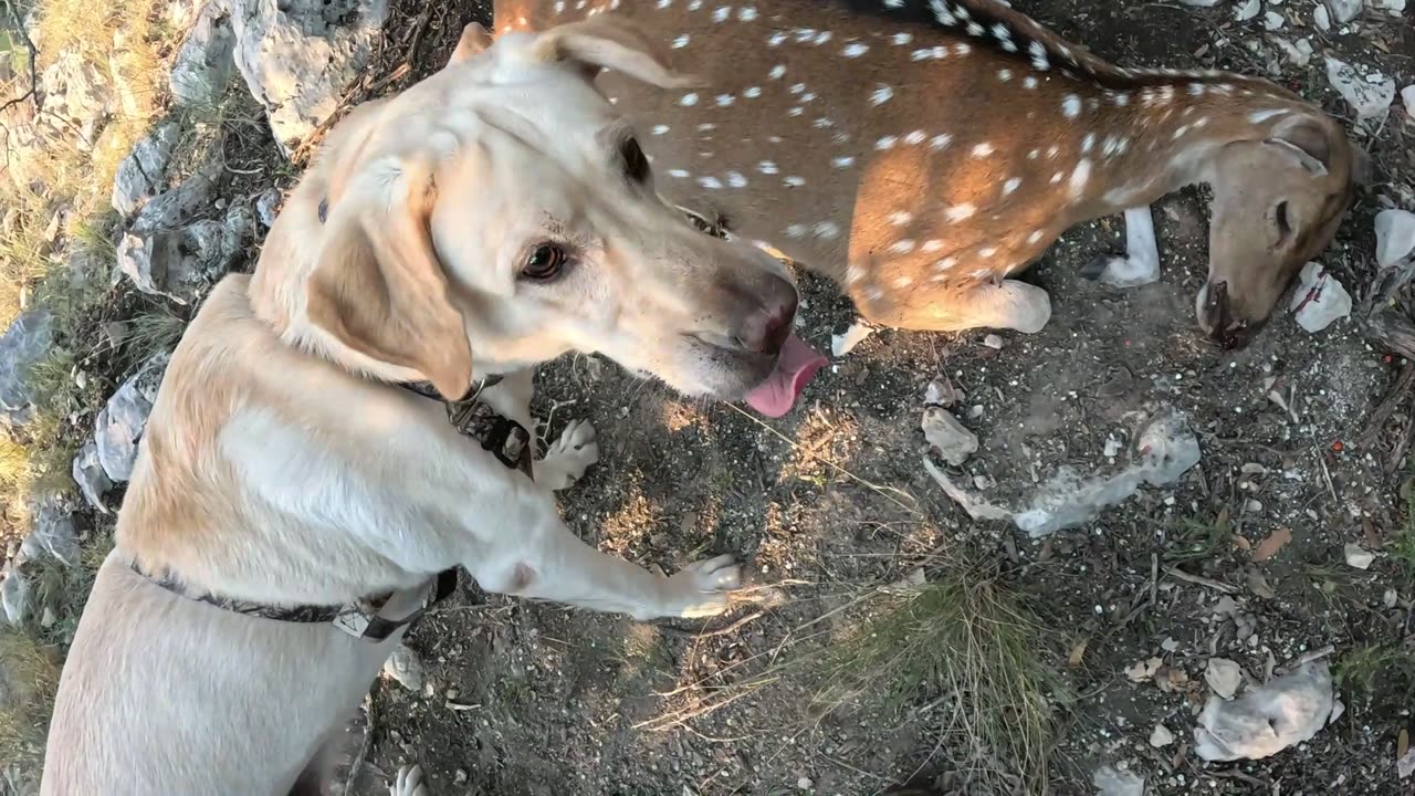 Lab TRACKS Axis Doe! (Lakota Tracking Video)