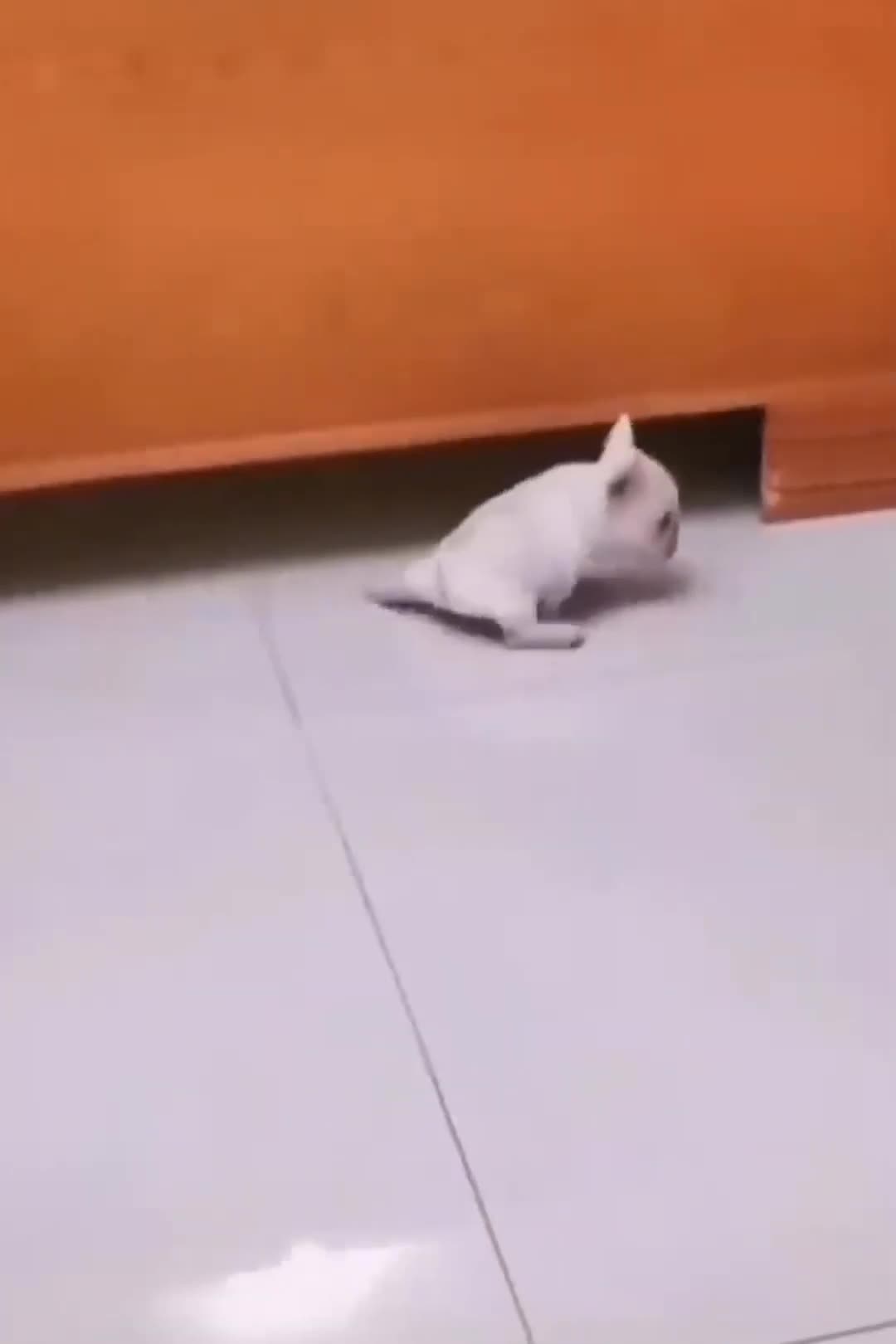 Best Funny Animal Videos 2022 - Funniest Cats And Dogs Video