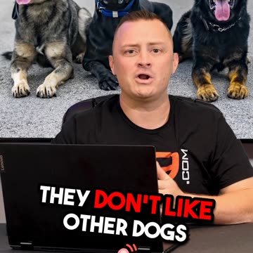 3 Large Dog Breeds We DON’T Recommend