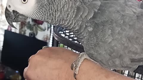 Annie my African Grey