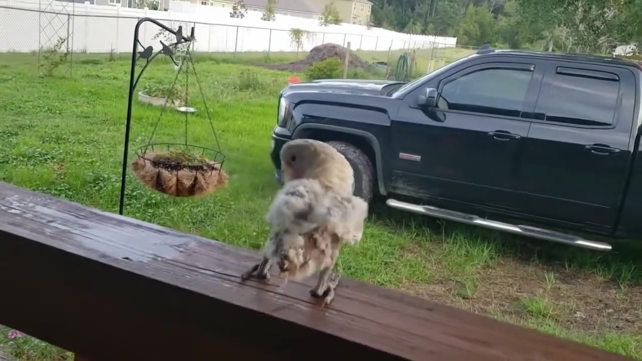 Neglected Parrot Baby is Rocking After Being Rescued #shorts #shortvideo #video #virals #videoviral