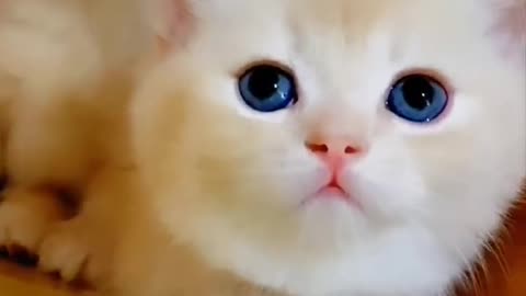 Cute Kitten