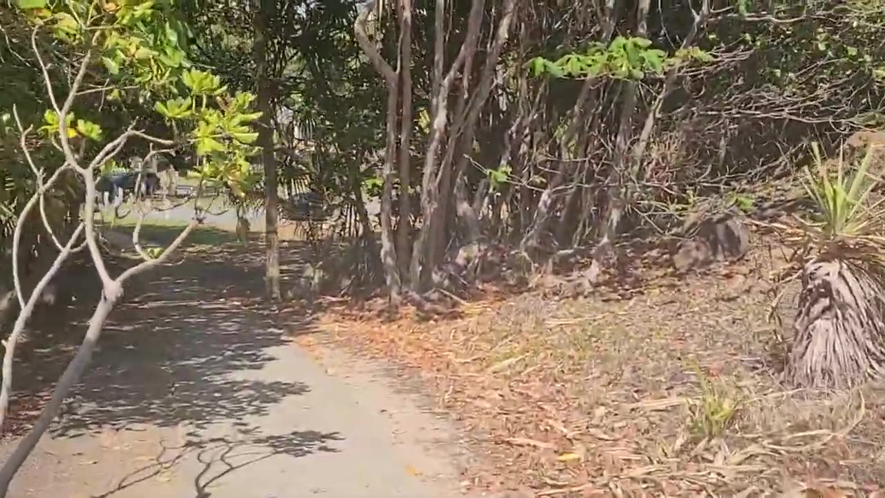 Flagstaff Hill Walking Trail - Port Douglas