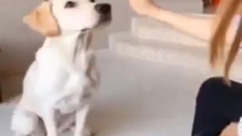 funny video of dog