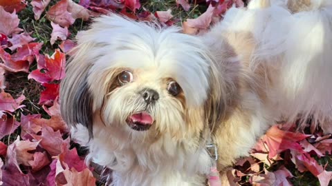 Rosie Loves Leaves (Featuring Rosie The Shihtzu)