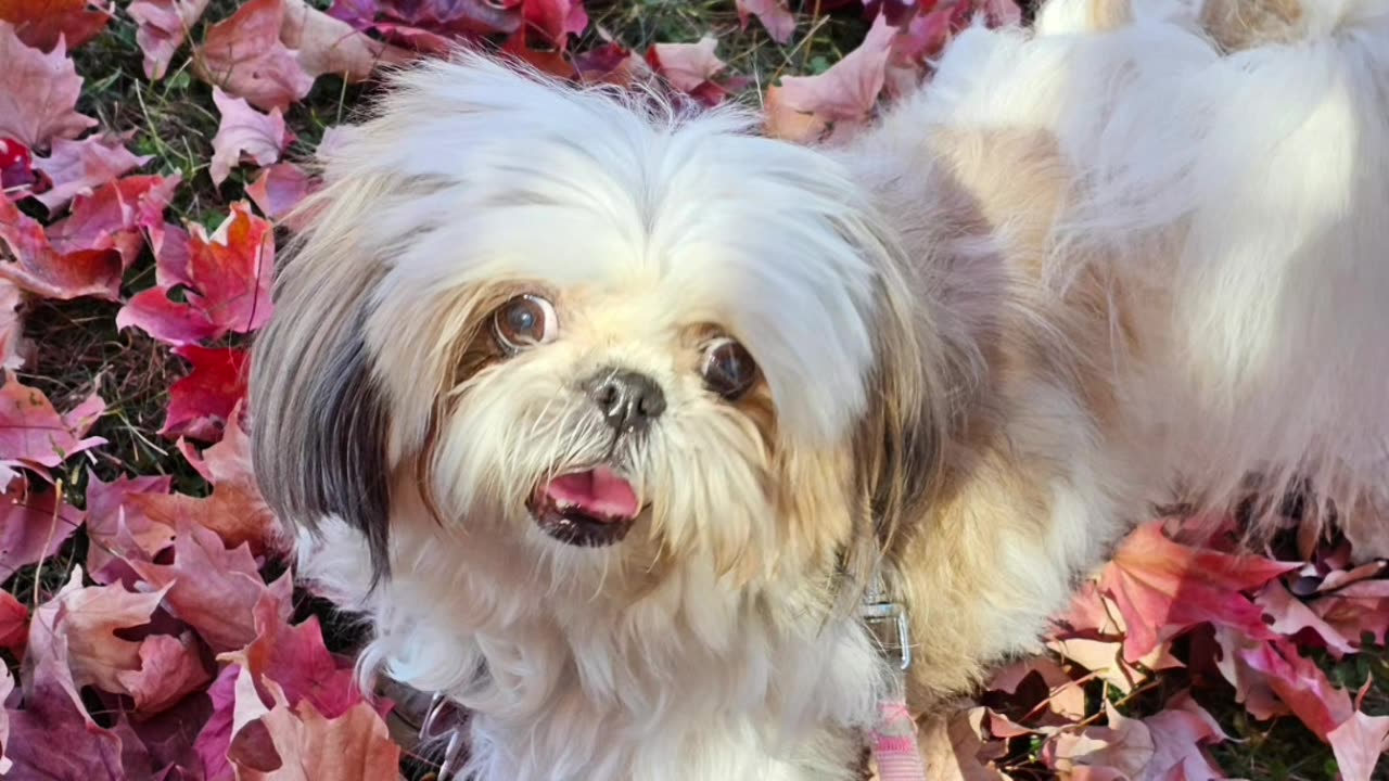 Rosie Loves Leaves (Featuring Rosie The Shihtzu)