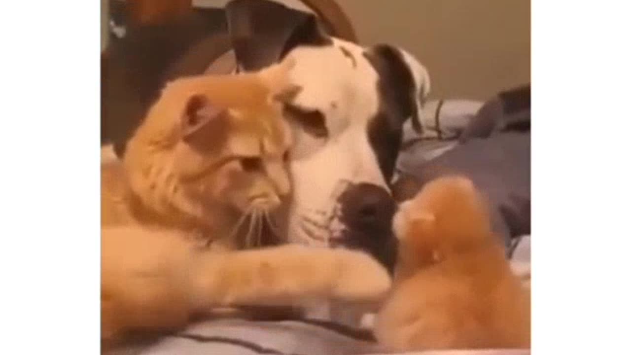 Cat Introducing Kitten To Dog Friend #shorts