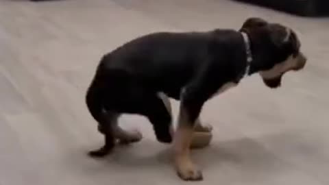 Happy Dance