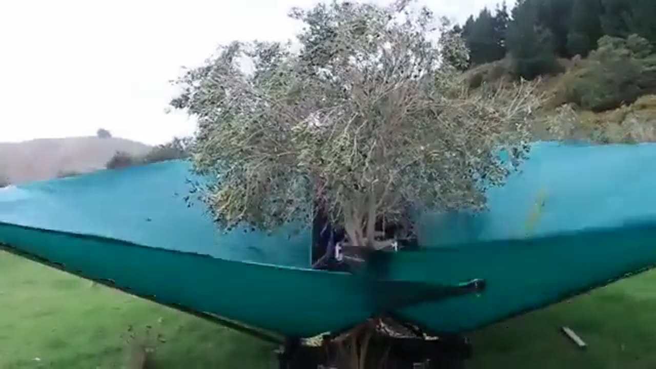 This is how an Olive Harvester works.