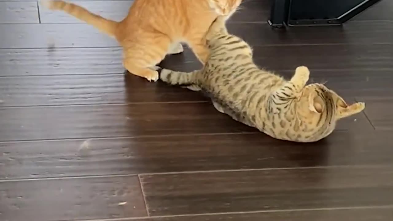 FUNNY CAT PULLS OFF SNEAK ATTACK