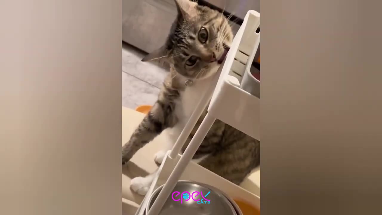 The funniest CAT and DOG shorts ever! 🤣Funny animal videos 2024