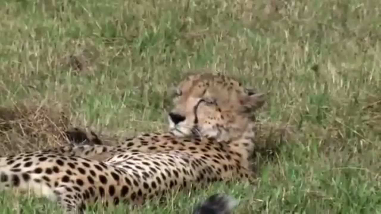 Les prédateurs d'Afrique
