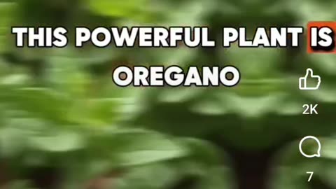 Oregano