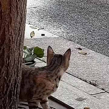 Fanny cat video News trump