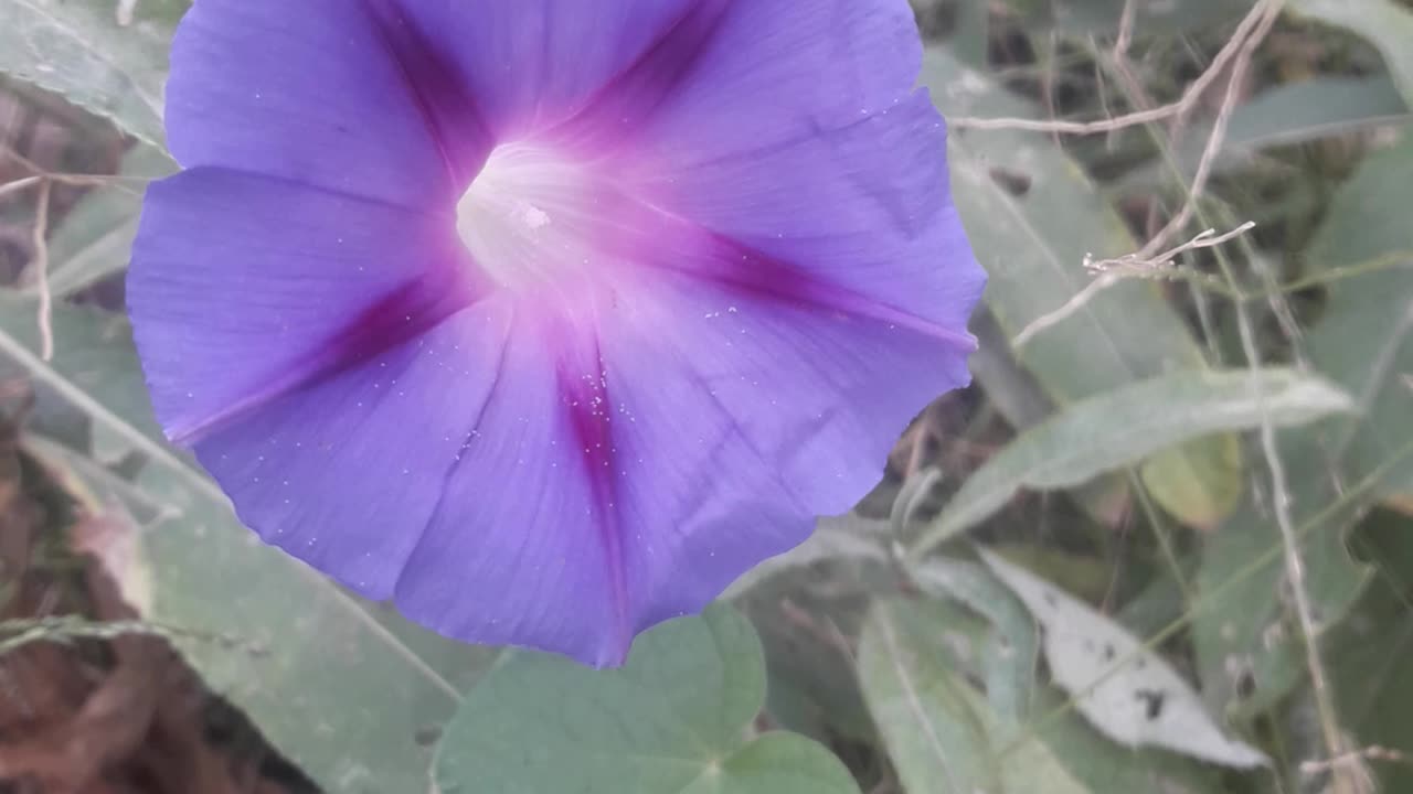 Blue Morning Glory