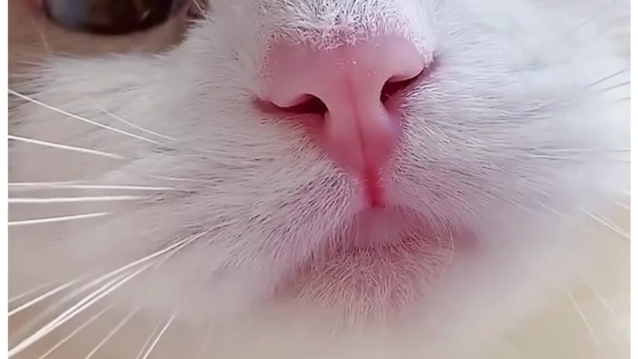 Funny Cats Meow Baby Cute Compilation😽😼