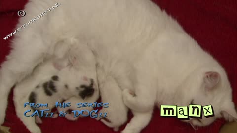 Manx cat & kittens 01