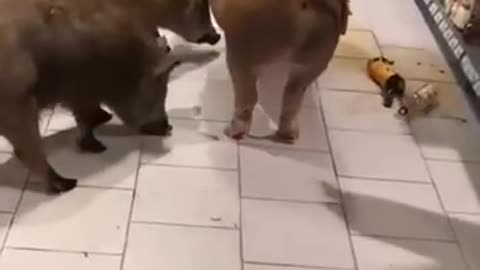 🙏❤🎉🎉🎉🎊🎊🎊️SWEET AND FUNNY ANIMALS SHOTS 🙏❤️❤️🎉🎉🎉🎊🎊🎊
