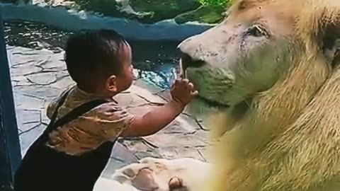 Lion vs Kids 😱
