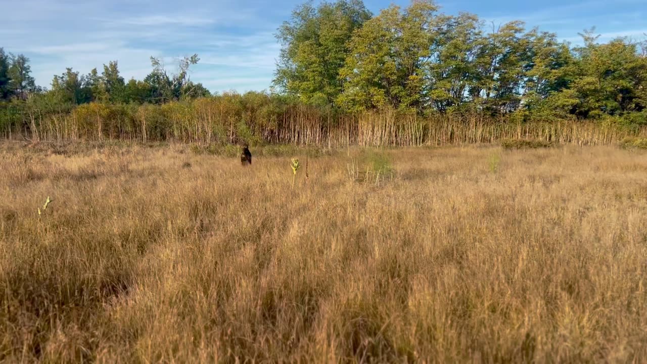 Morning Fall walk with Ben