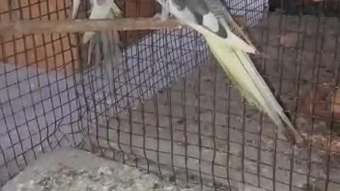 Cockatiel