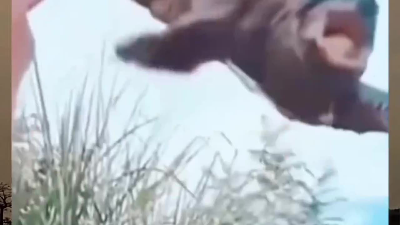 Tartaruga voadora😆😆