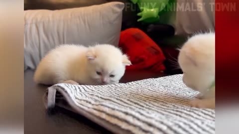 Funniest Pet Moments That Will Make You Laugh Out Loud!