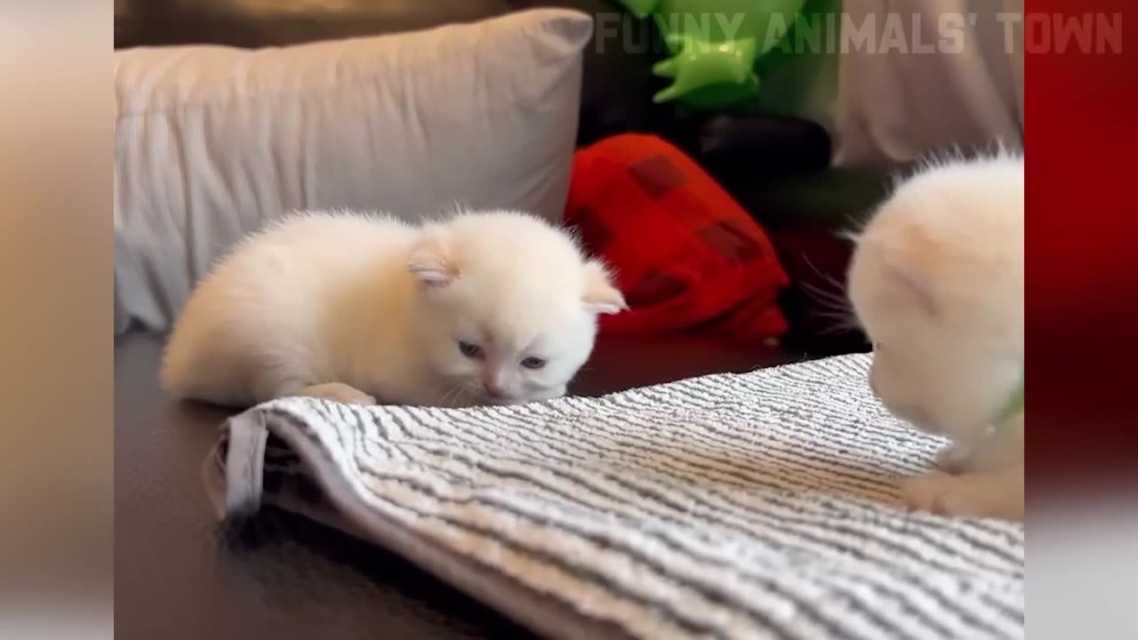 Funniest Pet Moments That Will Make You Laugh Out Loud!