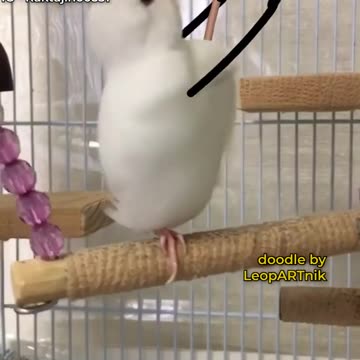 Colors of the Sky: Bird Art Tutorials