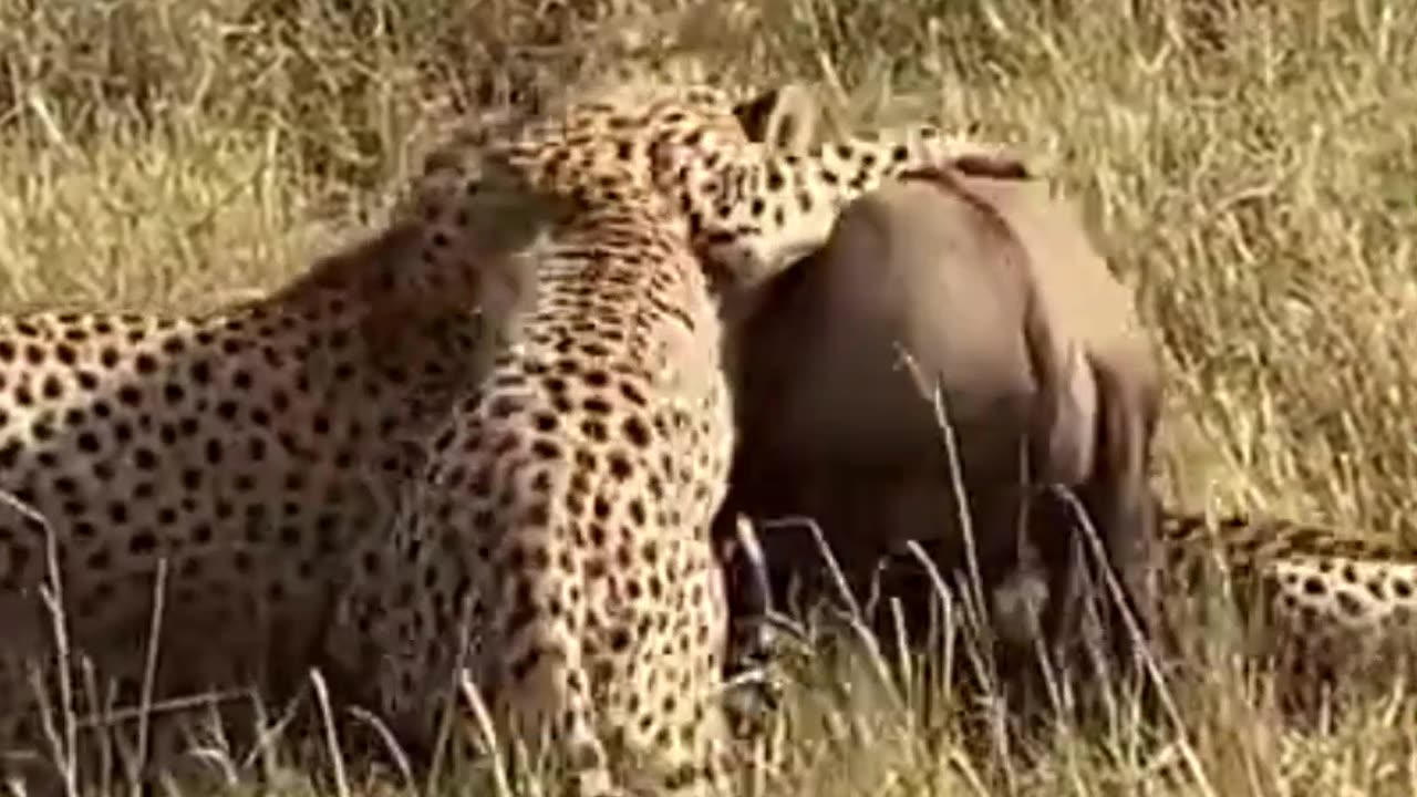 Wildbeest fights 3 cheetahs