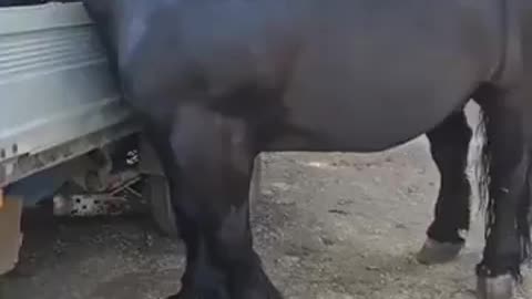 The Belgian Draught Is A Tall Powerful And Massive Horse