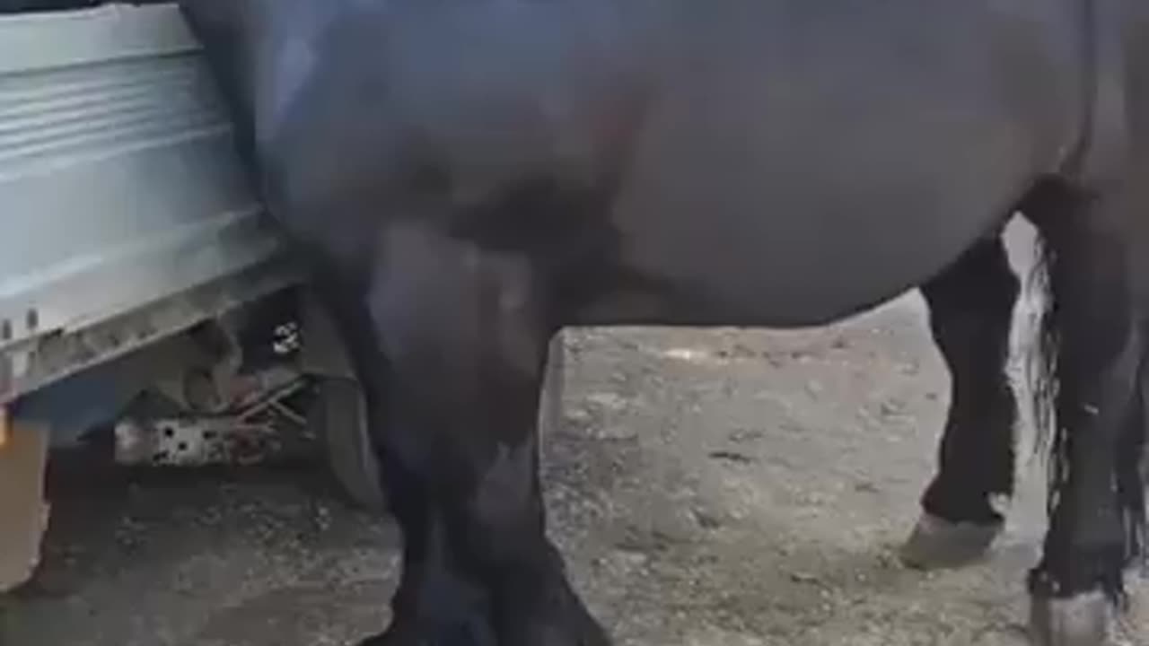 The Belgian Draught Is A Tall Powerful And Massive Horse