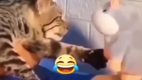 Funny cat video