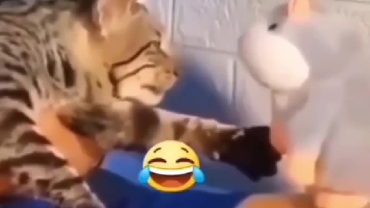 Funny cat video