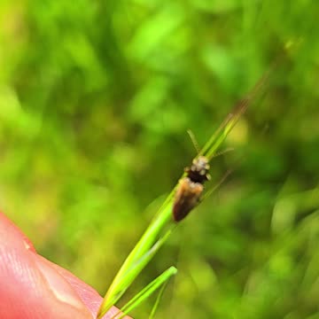 A small beetle on a blade of grass / beautiful insect in nature.