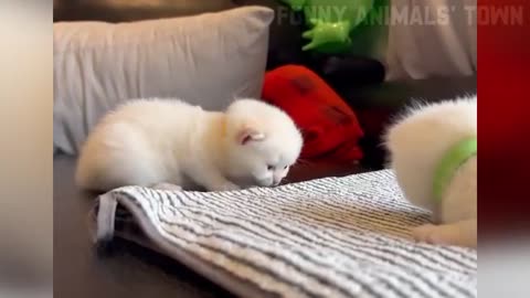 funny animals, animals playing