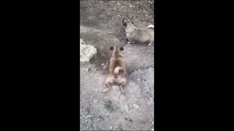 Funny animal videos - Funny cats/dogs - Funny animals part 1