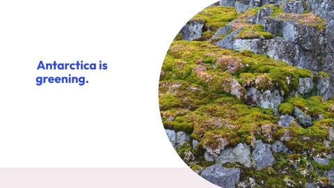 Antarctica’s Emerald Awakening: The Incredible Surge of Plant Life in a Frozen Continent